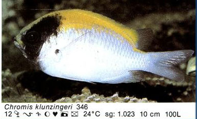 Chromis klunzingeri